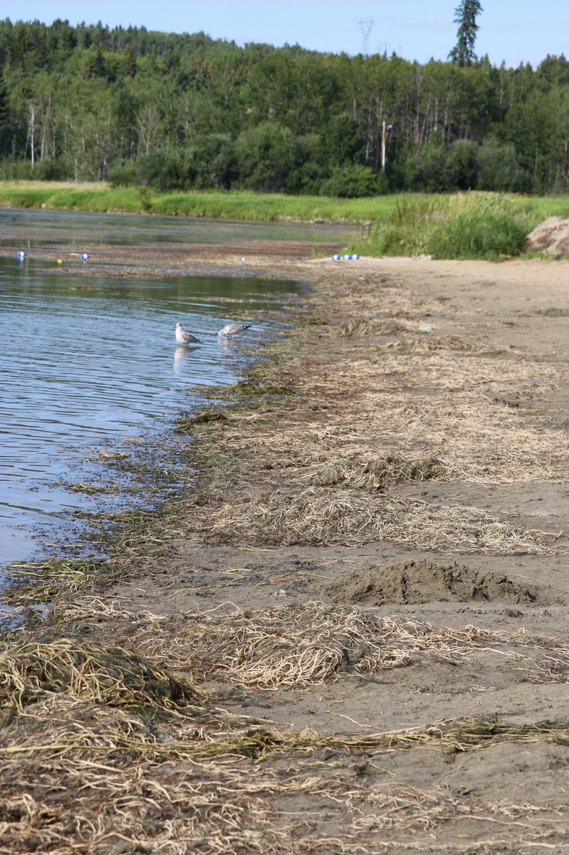 klondikesue's tweet photo. Time to clean the beach at Wabamun Provincial Park @Albertaparks #wabamunprovincialpark #weeds #cleanthebeach #camping https://t.co/XZwPj3quoy