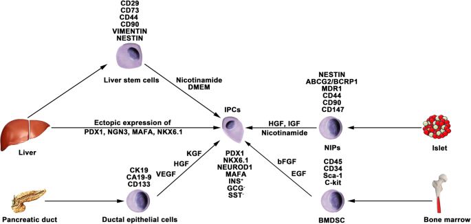 Current progress in stem cell therapy for type 1 diabetes mellitus bit.ly/3KdhrJ0
Join us for 2nd world Congress on #Diabetes and #Pediatric #Endocrinology
📍Madrid, #Spain 
🗓️August 24-25, 2022
📞:+44-7915638336
#WCDPE2022 #Diabetes #Seminar #slots #available #Enrollnow