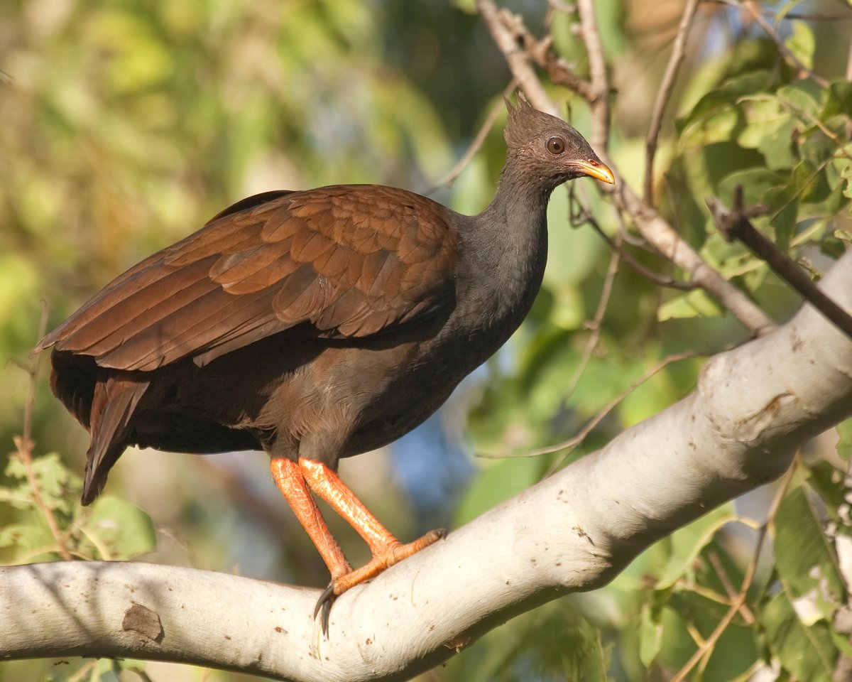 Meet the Orange-footed scrubfowl, 'Megapodius reinwardt', seen here at Kakadu. 'Megapode' means 'big foot' and those big, strong orange legs and feet are used to rake the ground in search of food and to build large nesting mounds in which the hen lays her eggs. 
📷parks_australia