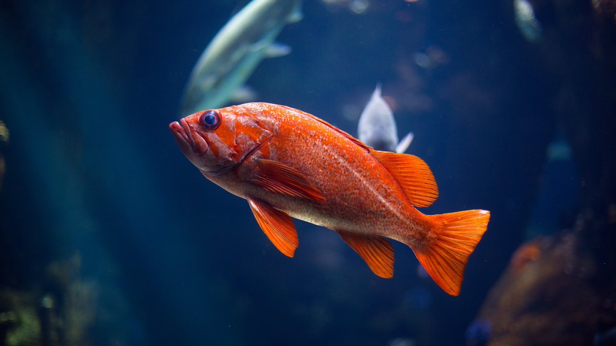 ourANU's tweet photo. Are you smarter than a fish? 🐟🧠This question could take 80,000 words for a PhD thesis to answer, but contestants in @3MT_official competition only have 3 minutes.

Come along to the 3MT ANU final to be entertained &amp; enlightened!

📅 1 Sept at 6pm AEST
🎟️ https://t.co/MOoz8yyiS6 https://t.co/ZzZ5ifCF26
