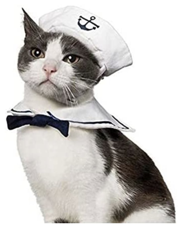 I can’t sleep im too busy thinking about how this cat had to sit in the water for 3 and a half days after the Indianapolis went down