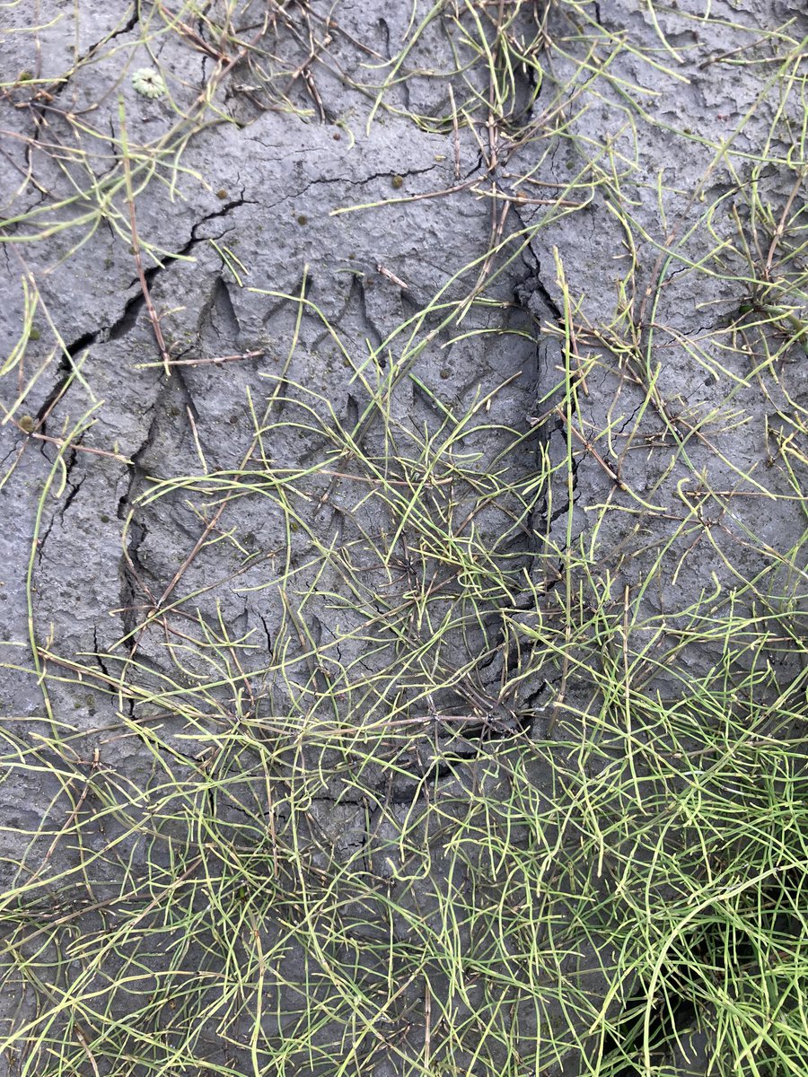 Palaeothaw tweet media