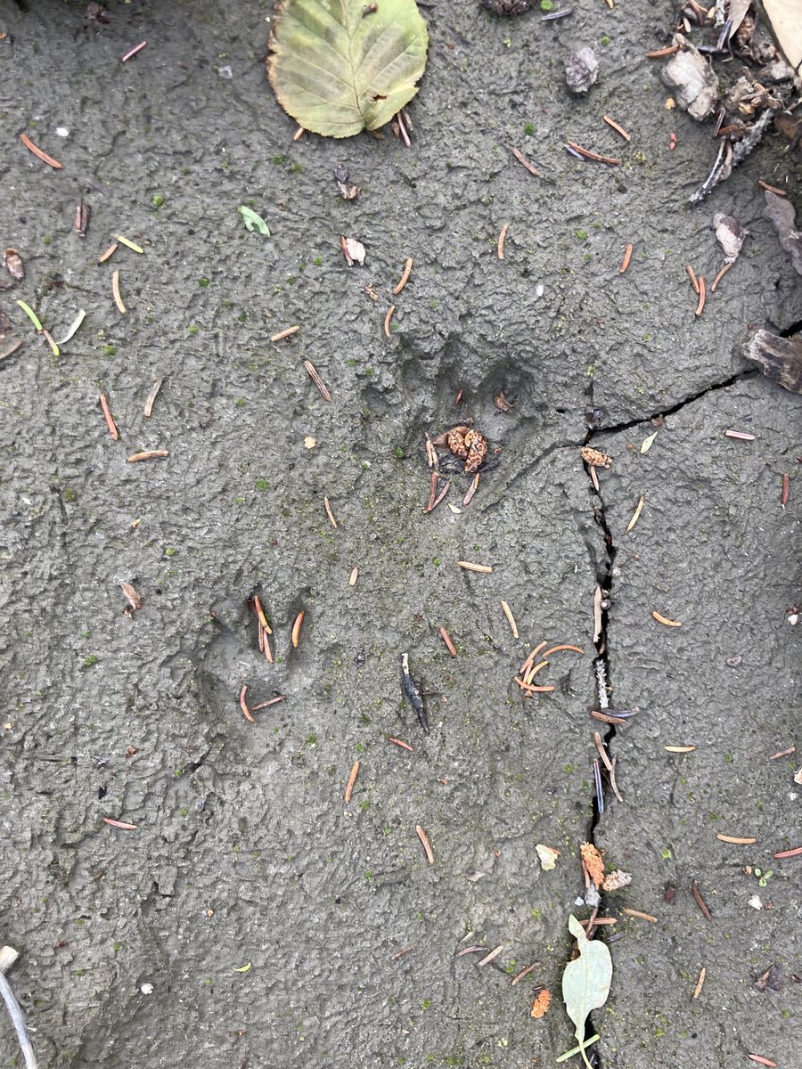 Palaeothaw tweet media