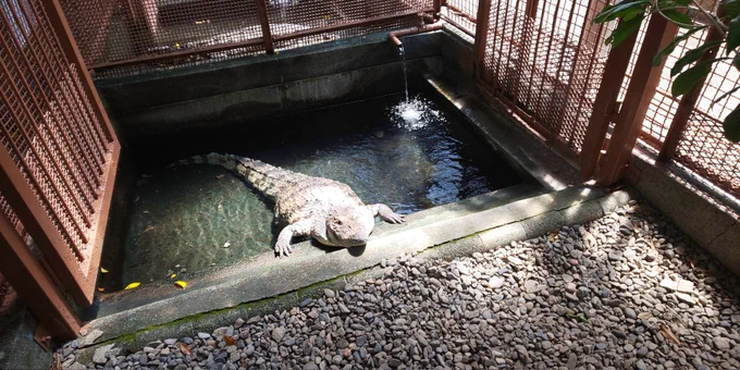 湯ケ島から天城隧道～ループ橋～河津～熱川で、念願の、夢にまで見た熱川バナナワニ園に!ワニいっぱいでテンションあがる～!( ≧∀≦)ノ そしてバニオが可愛い過ぎて悶える