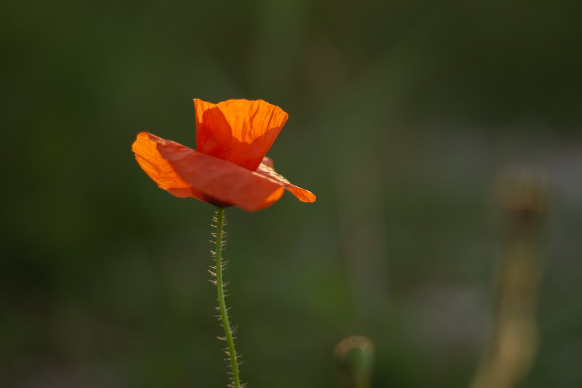 DorteHedengran's tweet photo. A beautiful poppy🌺in the summer sun🌺
#Denmark #NaturePhotography #SonyAlpha #August23th #photooftheday #Tuesdayvibes #TuesdayMorning #TuesdayMood #Tuesday #Flowers #poppy
📸Dorte Hedengran https://t.co/GRsT3soFB7