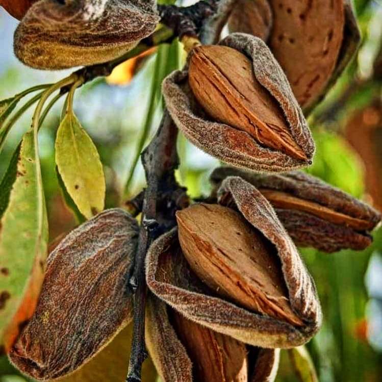 Ia parla pagesa mallorquina. Un ESTÒLIT d'ametles. (Un hectolitre).