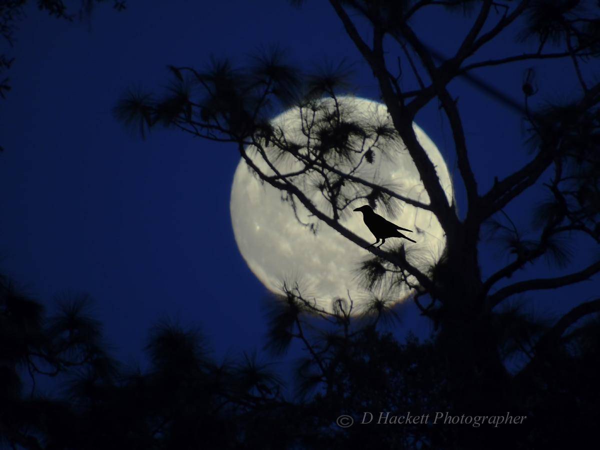 Blue Moon October 31, 2020, is a rare and unusual phenomenon. It is the second Full Moon of the month or the thirteenth Full Moon of the year.  Secondly, the Blue Moon this year coincides with the international holiday – Halloween.  #moon #halloween  https://t.co/0QqAAfmSOP https://t.co/lnKY4myTxw