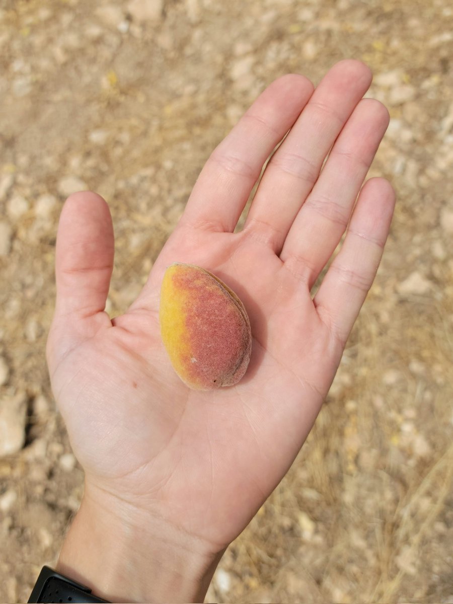 irenenonay's tweet photo. Este año hay algunas almendras que tienen una soleada importante,  demasiado sol, demasiado calor... Tenían que estar verdes y hay algunas que parecen un melocotón. https://t.co/qYtdDE8I8H