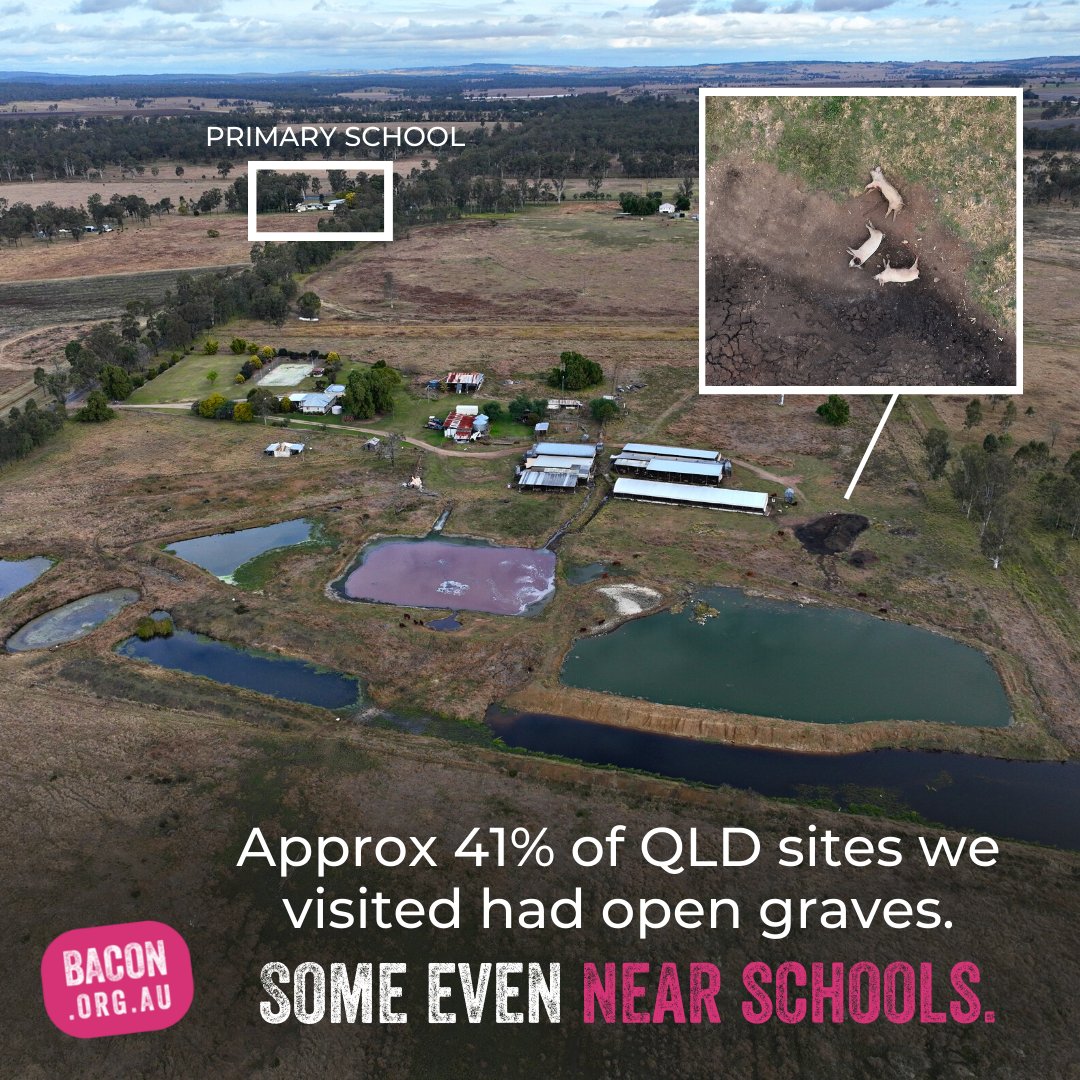 animalkind_aus's tweet photo. We inspected 44 Queensland piggeries with a drone over a 10 month period and we found exposed pig carcasses at 19 of them - dead pigs left to rot, completely uncovered, or placed into mass, open graves.
​
Demand change at https://t.co/FZWI9fs6iD. https://t.co/kril0HXtGm