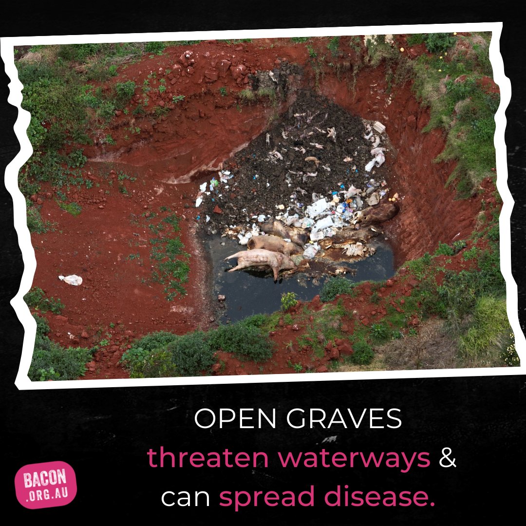 animalkind_aus's tweet photo. We inspected 44 Queensland piggeries with a drone over a 10 month period and we found exposed pig carcasses at 19 of them - dead pigs left to rot, completely uncovered, or placed into mass, open graves.
​
Demand change at https://t.co/FZWI9fs6iD. https://t.co/kril0HXtGm