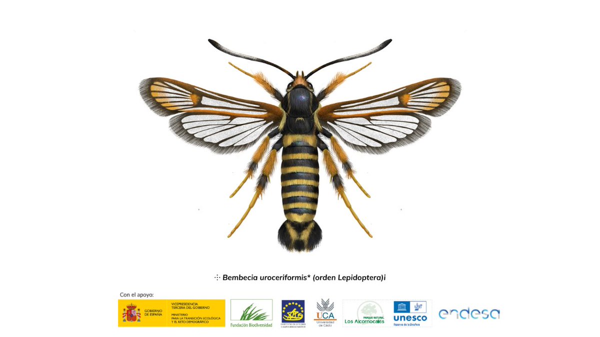 febimed_uca's tweet photo. "Bembecia uroceriformis*" (orden Lepidoptera)

Este contenido forma parte de la #Guía Ilustrada de Insectos Polinizadores de la Herriza del Parque Natural Los Alcornocales ©2022 https://t.co/8vL0qHvVCt