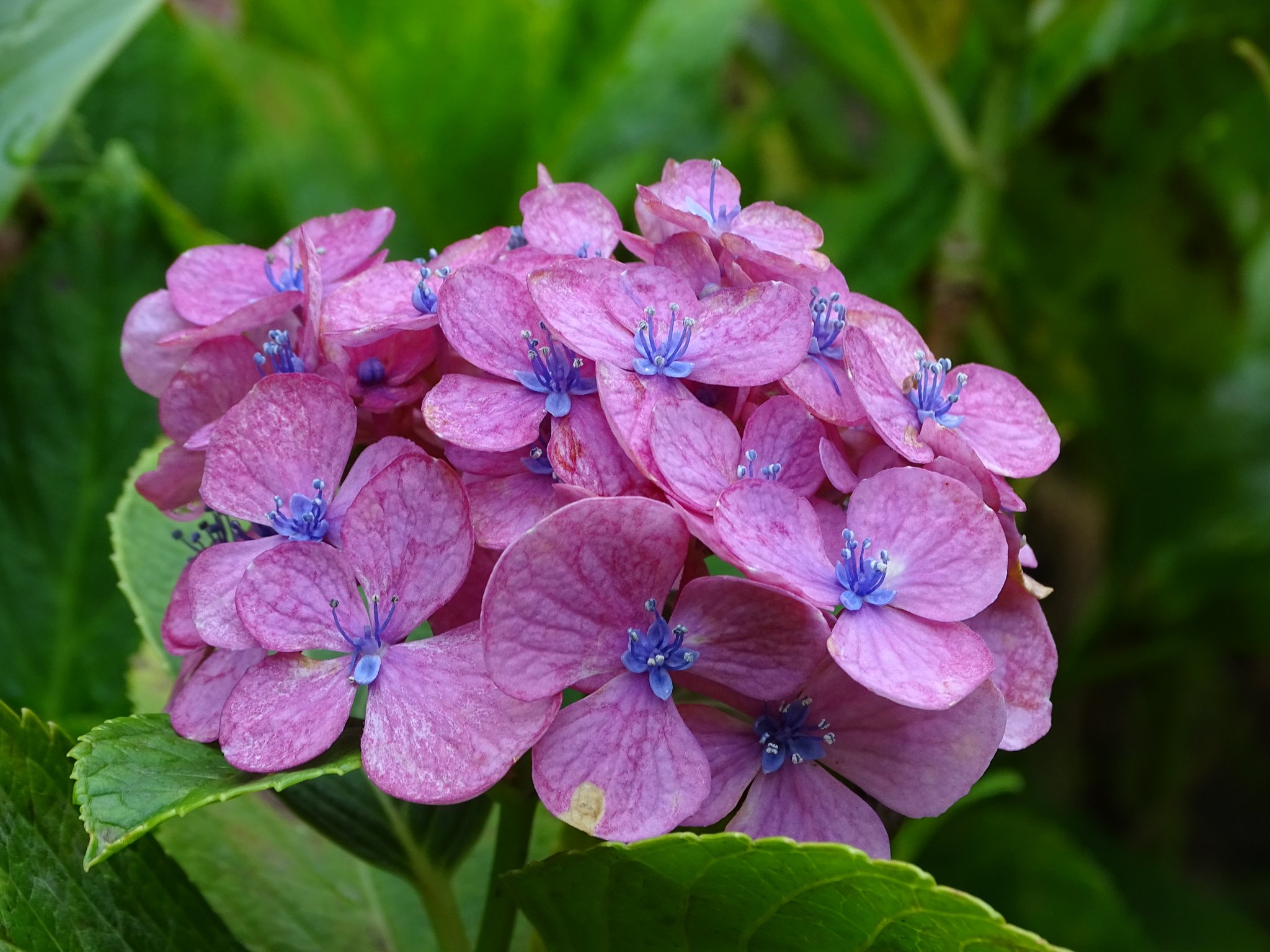 綺麗な花です Www Obelele Lt