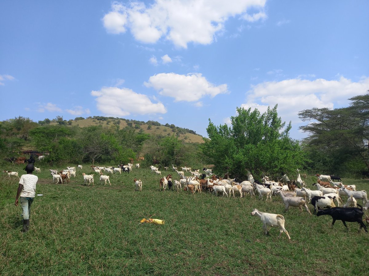 SkvFarm's tweet image. God is good all the time @SkvFarm