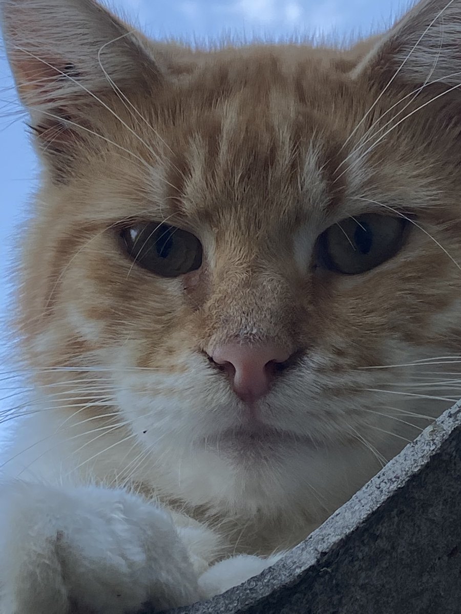 artmousenft's tweet photo. Good morning #NFTCommunity 🌳☀️

How do you like my cat?😅✨ https://t.co/szre8UHboS