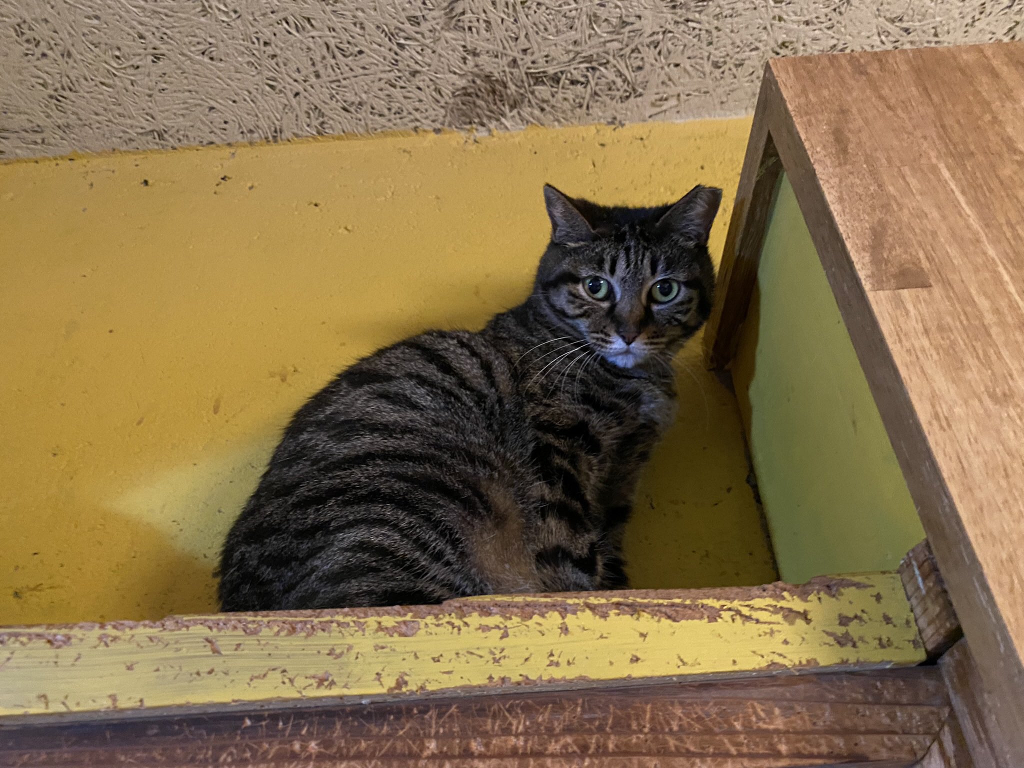 保護猫カフェ ネコリパブリック東京お茶の水店 Neco Tokyo Twitter