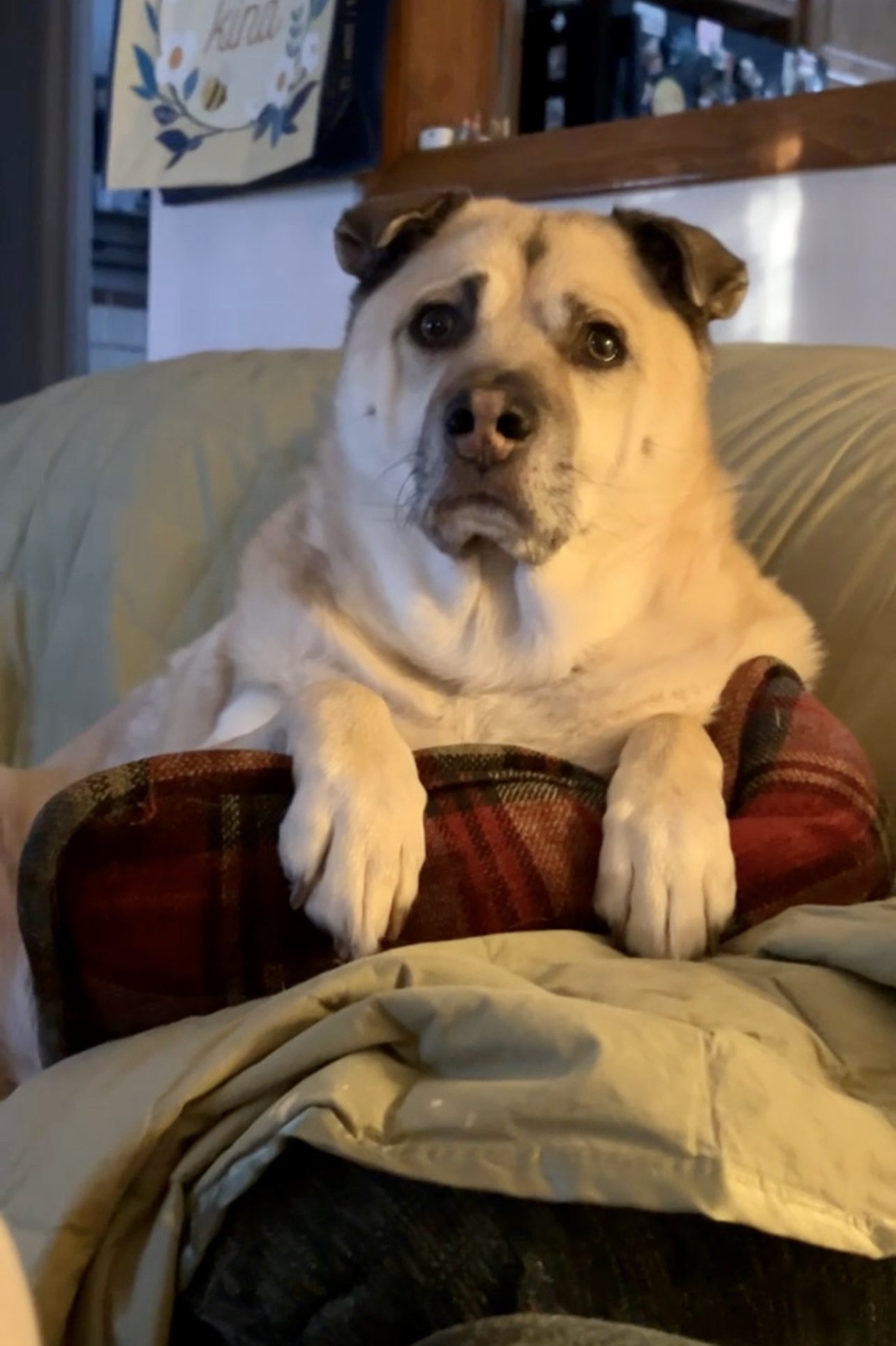 barkbox-on-twitter-in-honor-of-national-dog-day-we-want-to-pay-for