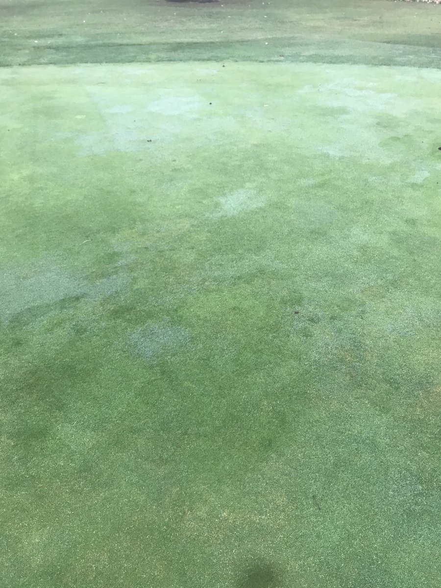 marks_sm1th's tweet image. Happy how much bents have come in over the last few years since moving to a more biological approach. Most of this is natural, probably there already just like now spreading its legs in a better environment. #composttea #biology #greenkeeping #bents #poa