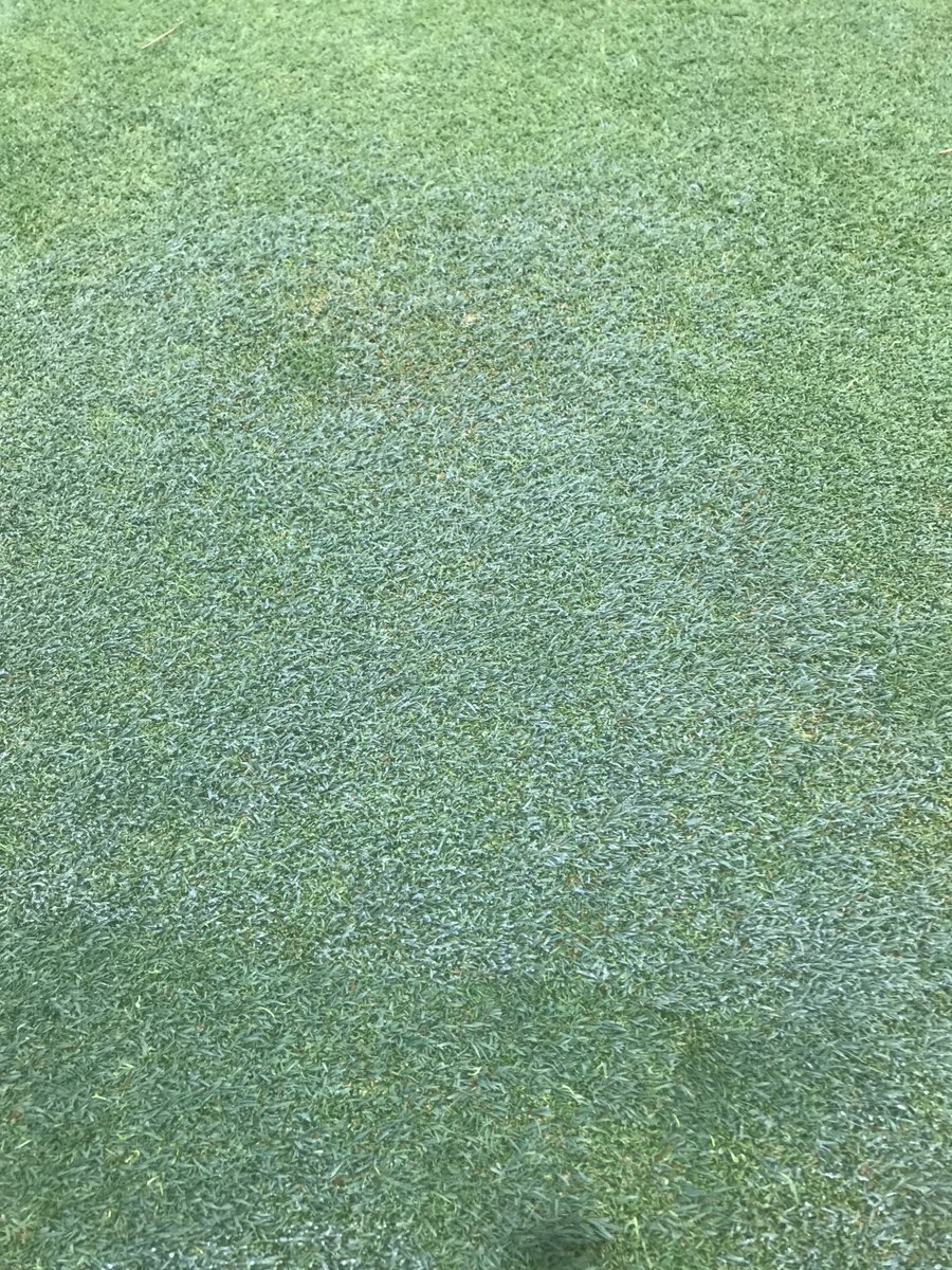 marks_sm1th's tweet image. Happy how much bents have come in over the last few years since moving to a more biological approach. Most of this is natural, probably there already just like now spreading its legs in a better environment. #composttea #biology #greenkeeping #bents #poa