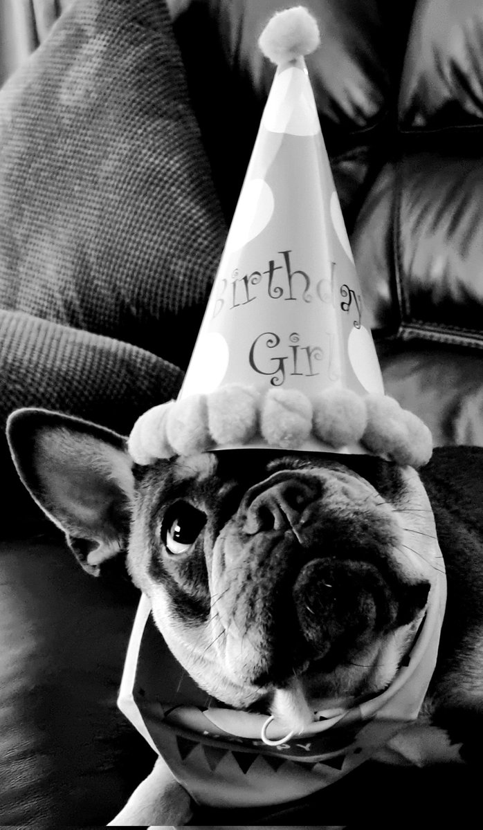 shinerscleanin1's tweet photo. Happy 1st Birthday to me!!
#birthday #franchiebirthday #dogbirthday #dogbirthdayparty #dogbirthdaycake #bluefrenchbulldog #frenchbulldogworld #thefrenchiepost #frenchbulldogs #french_bulldogs #frenchiesociety #frenchiephotos #picture #cute #flyingfrenchie #dog @lola.bear67 https://t.co/gHqKc1nbg7