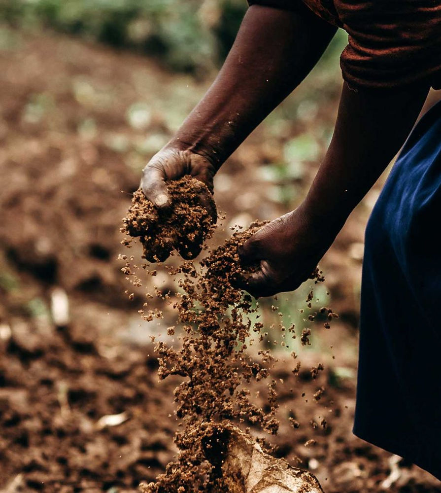 SkvFarm's tweet image. Dirty hands mean clean money @SkvFarm @SaveAfricaCtr @kagerasugarfc @SuluhuSamia @sensa @tanzania