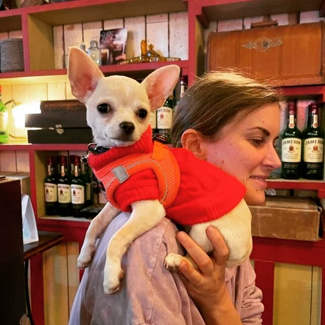 packthepooch's tweet photo. #dogfriendly pub located beside Vicar Street with cosy nooks, refreshing pints and an official Wowburger onsite.
✨️ Link in bio ✨️
.
#dogfriendlypub #dogfriendlyireland
#ireland #dogswelcome #dogsallowed #petfriendly #petfriendlyireland #travelwithyourdog #packthepooch https://t.co/hDRuLPceMX