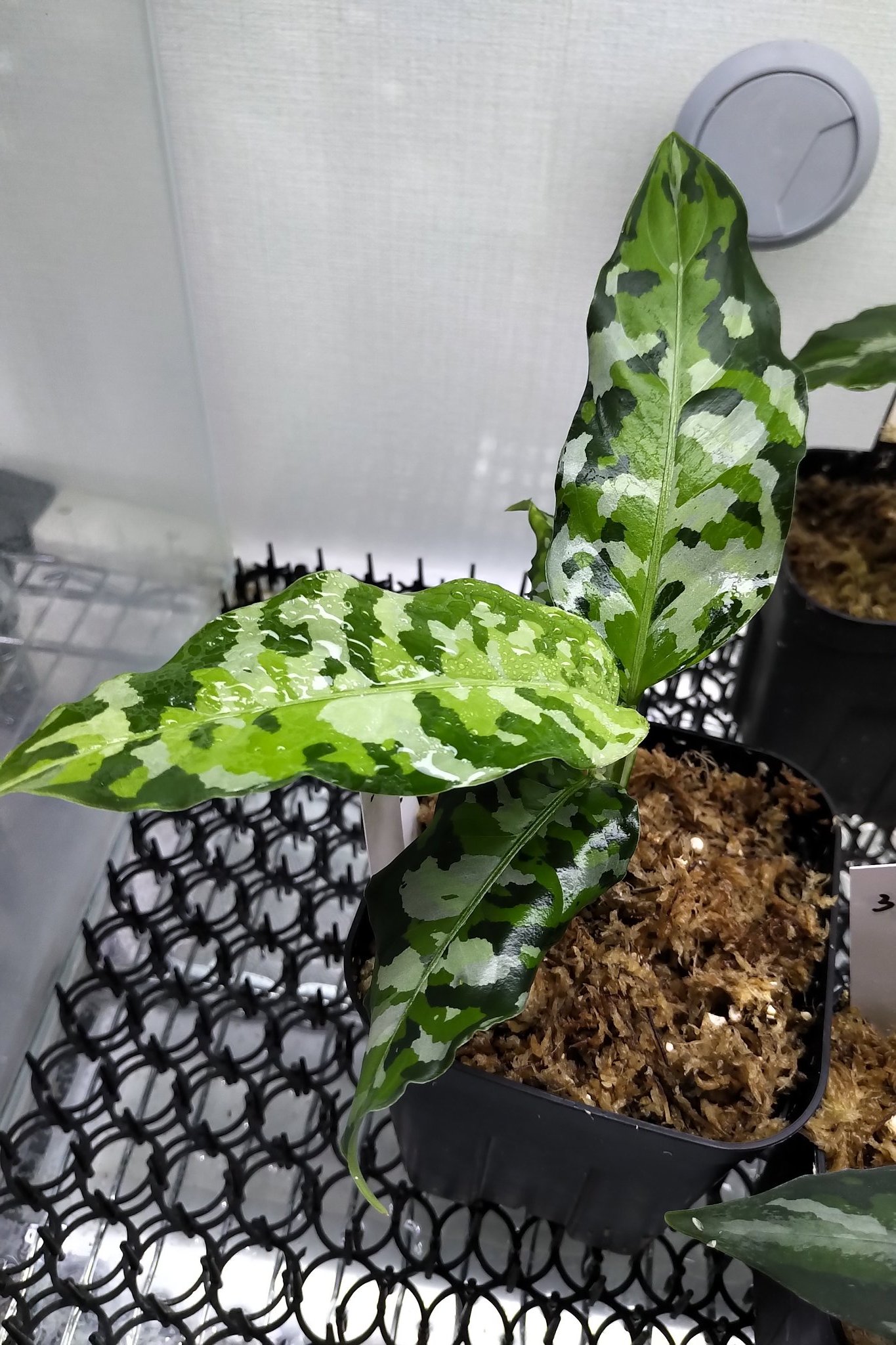 破格　アグラオネマアンダマン　親株サイズ　2株　分けても見応え十分です 破格 アグラオネマアンダマン 親株サイズ 2株 分けても見応え十分です