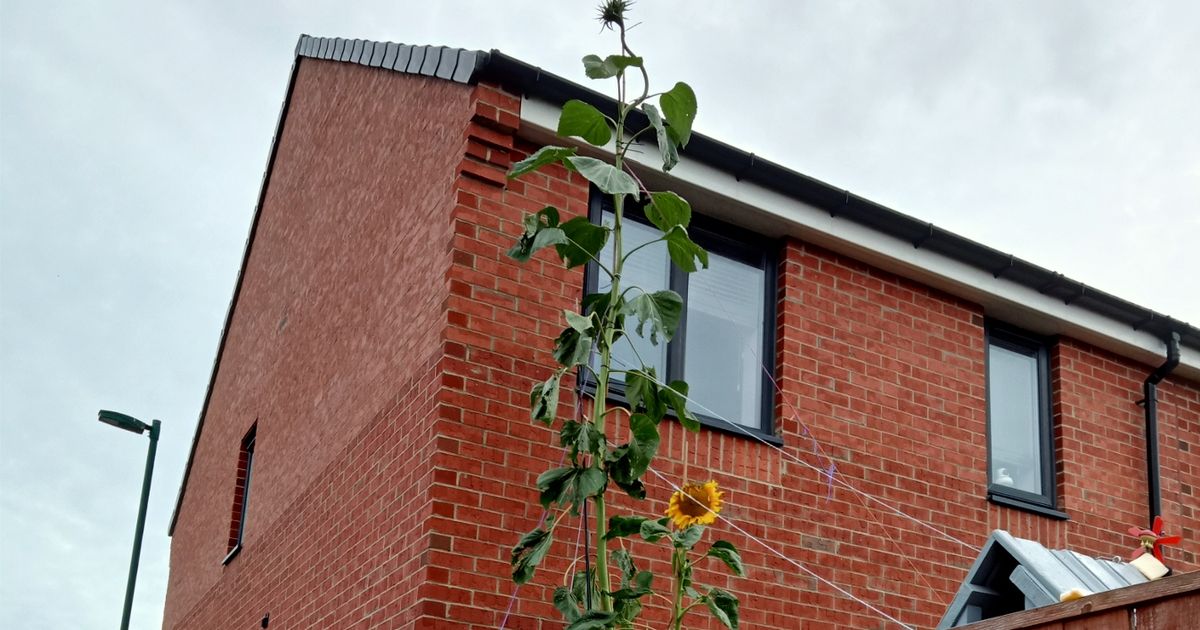 Dad and daughter duo growing 'Teesside's largest sunflower' - currently standing at 16ft tall! bntmedia.uk/SX5QFV