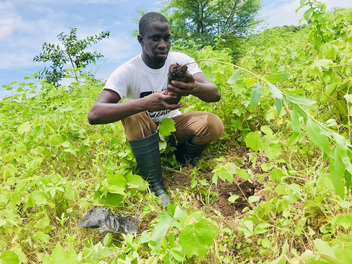 ceesayam's tweet photo. Alhamdulillah!
It was a great success.
#SukutaGoesGreen 4th Edition
#Tree Planting Exercise @ Sukuta Salaji Forest Park.
#ClimateAction https://t.co/V9ocjYEm2o