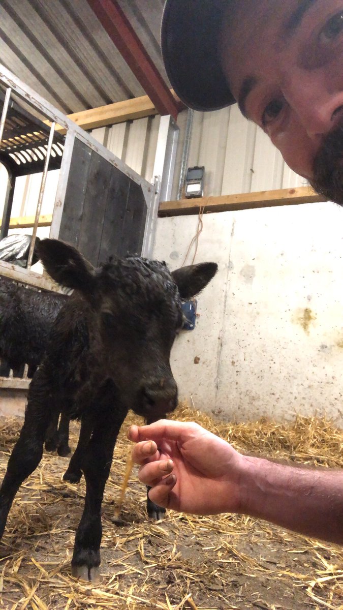 Welcoming a new venture into the farm this week. They say to start small.. this is what they ment right? <a href="/irishdexterherd/">Dexter Cattle</a> <a href="/IrishDexterBeef/">Dexter Beef</a> #irishdextercattle #startsmall #rarebreed