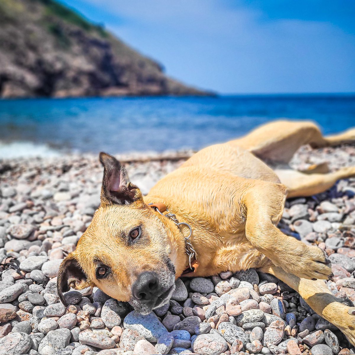 Beach babe comimg through hot!

#dogsoftwitter #DogsOnTwitter #twitterdogcommunity #ilovemydog