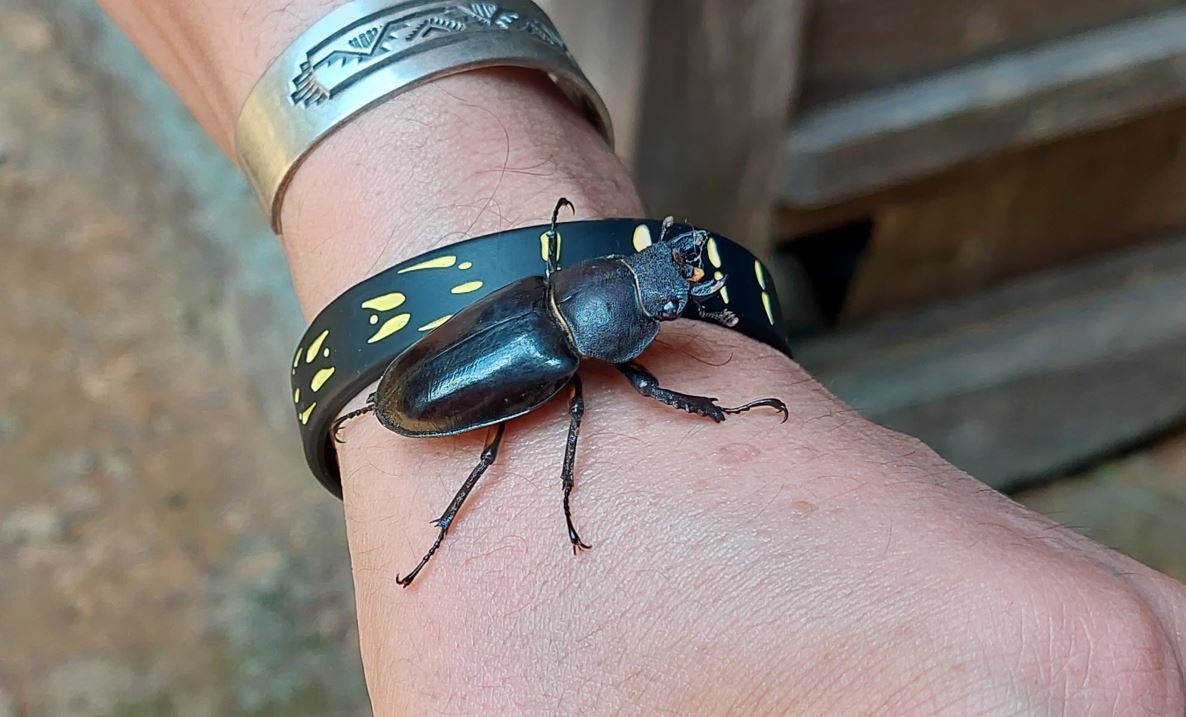 クワガタのメス Twitter Search Twitter