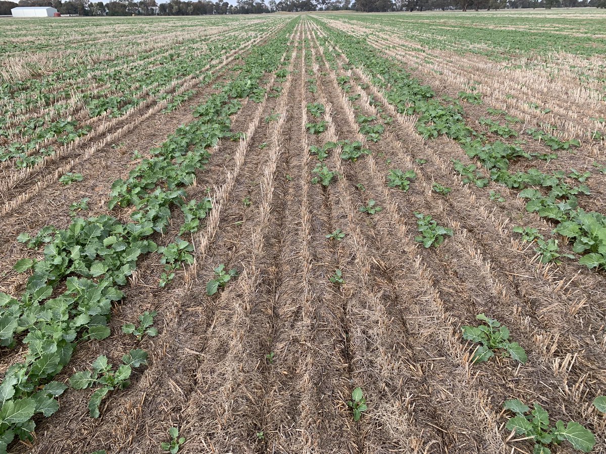 grassrootsag's tweet image. Grower experience &amp;amp; data @AgroJAK shows canola establishment is poor in thick stubbles (especially in disc systems). Lots of factors eg hairpinning, N tie up, poor straw spread, crappy disc units ⬇️ vigour. Sowing after  pulses eg vetch, fabas, chickpeas ⬆️ canola #doublebreak