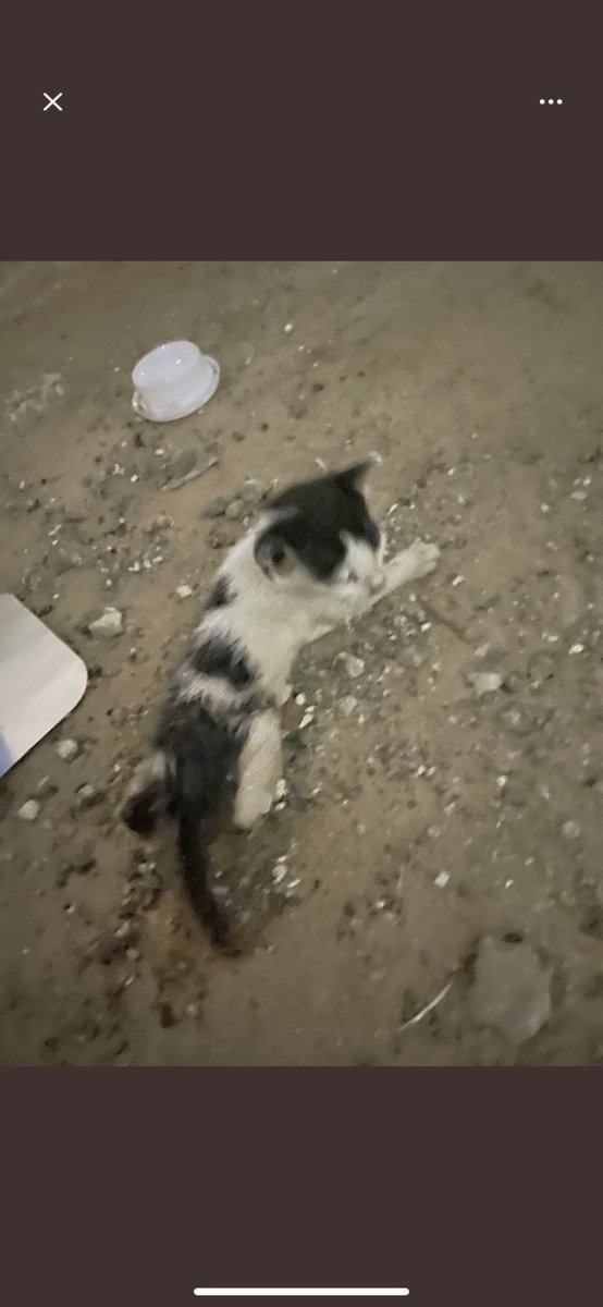 faiza abdulla tweet media