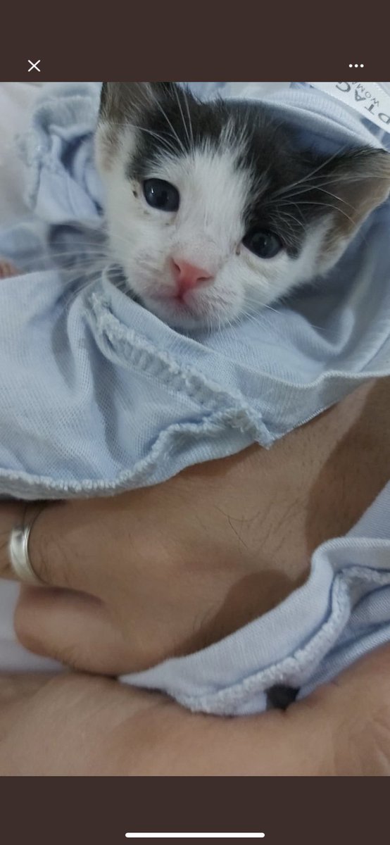 faiza abdulla tweet media