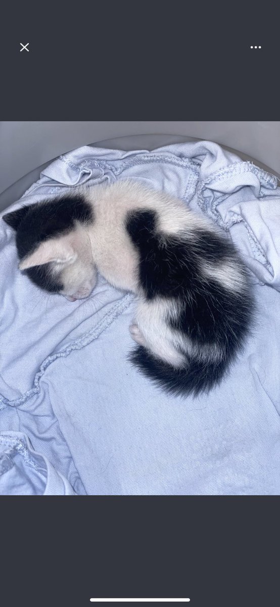 faiza abdulla tweet media