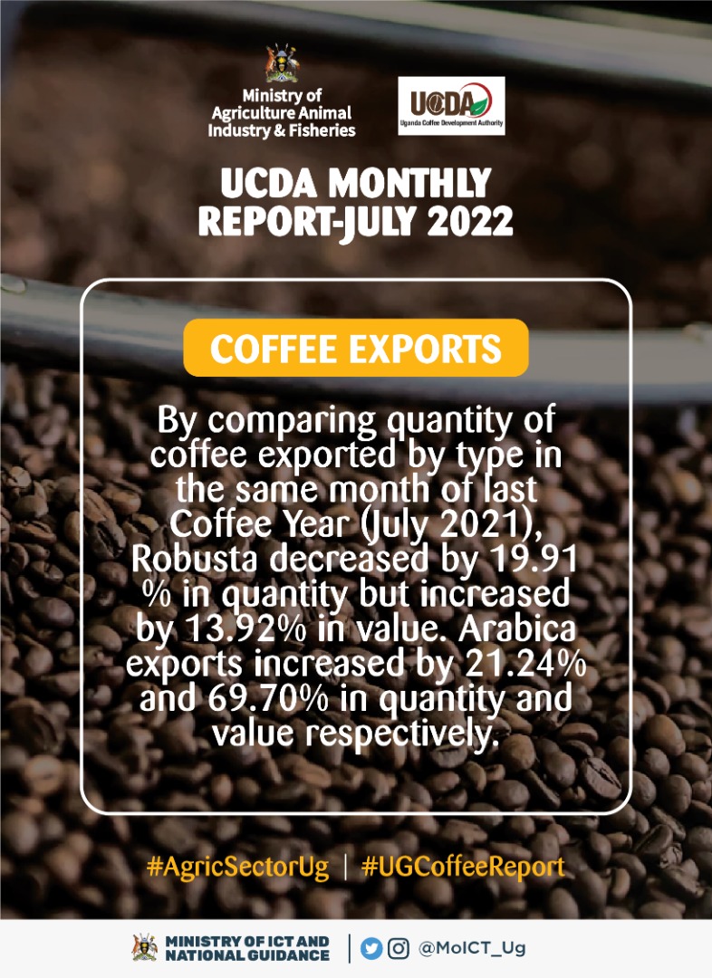 Dianpro15's tweet photo. Arabica coffee has the on-year cycle characteristic that boosts production over robusta in yield production.#UGCoffeeReport
#AgricSectorUg @UCF_UG @CoffeeUganda @MAAIF_Uganda @azawedde @MosesWatasa https://t.co/PYplqtK7uZ
