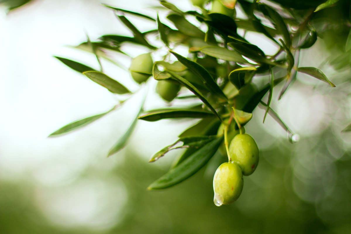 OptiCept's tweet photo. OptiCept tecknar vinstdelningsavtal för 2 oliveCEPT® maskiner med norra Spaniens ledande olivoljeproducent
Läs mer här:
https://t.co/CtaRKUoTts
#opticept #finanstwitter #oliveCEPT https://t.co/XPpVqkk0p2