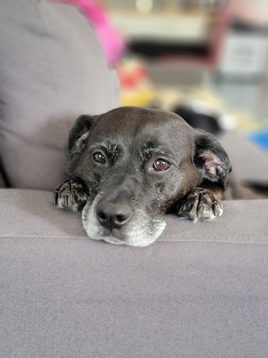 PersephoneLeway's tweet photo. Such a cute pup #morningvibes #morningcuddles
#Dog https://t.co/2G6sBUb7At