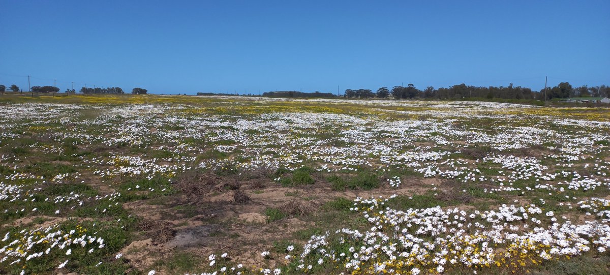 Flower Report 23 August 2022
👉bit.ly/3AfXcWK