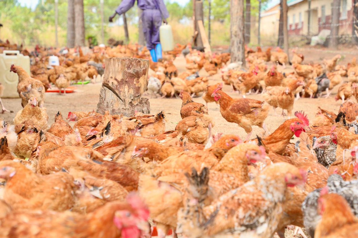 Mapenduzi_Fundn's tweet photo. Come to Gangwa peace farm and learn about poultry farming …
#MapenduziFoundation 
#GangwaPeaceFarm
#PoultryFarming https://t.co/vadHwnhA0G