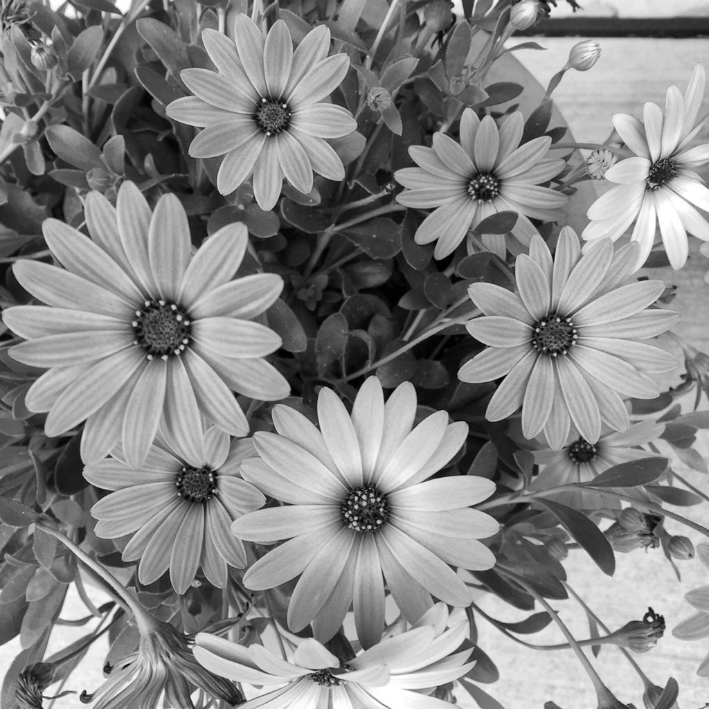 birdiegirl192's tweet image. hope of today