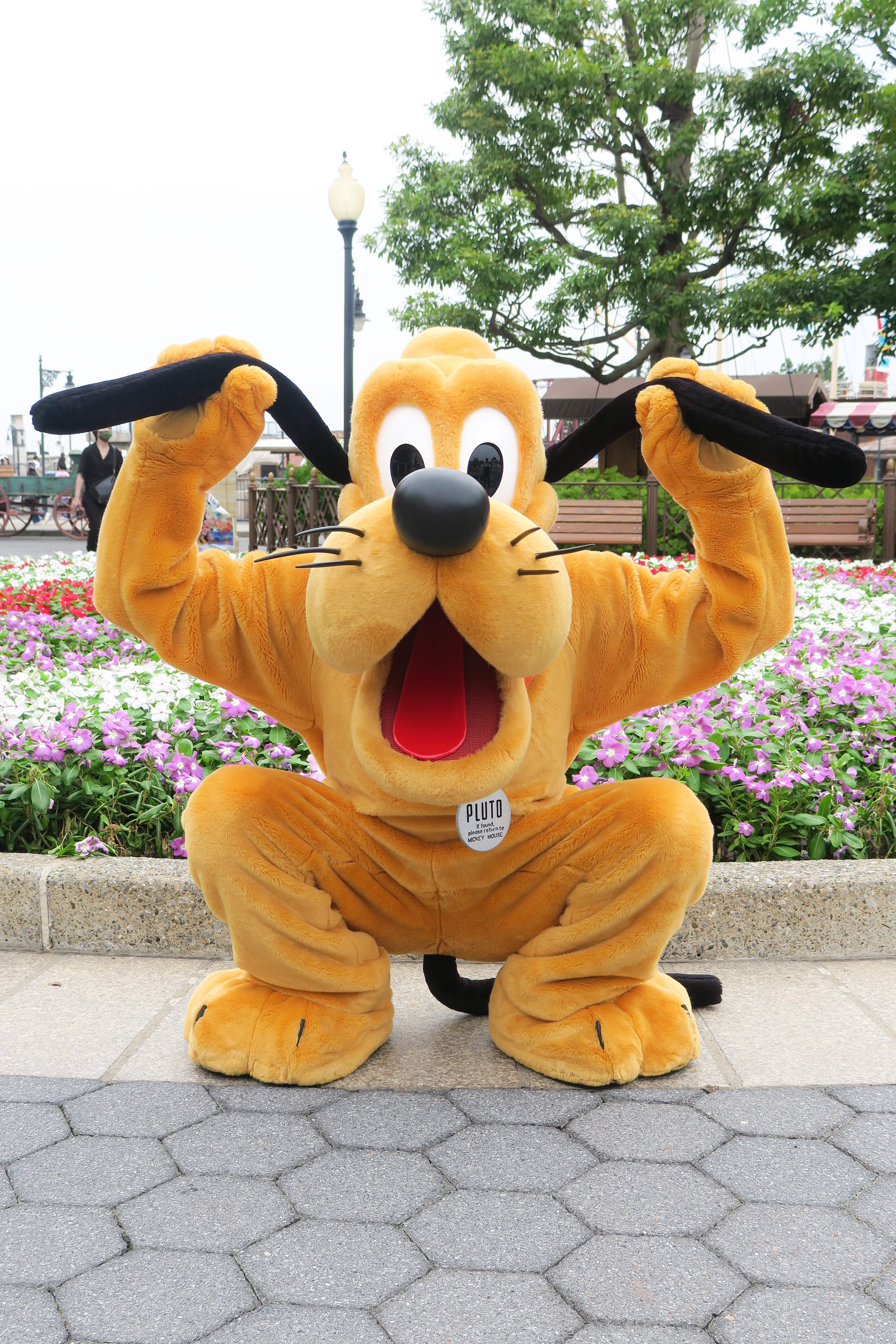 つっちー Dあか Tsuchi Disney Twitter