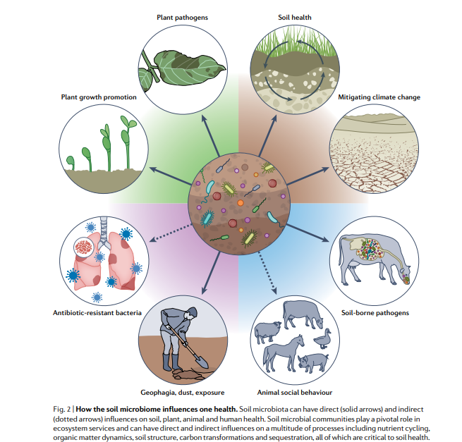 van der Heijden Lab (@vandeheijdenlab) on Twitter photo Soil Microbiomes and One Health. Our review in <a href="/NatureRevMicro/">Nature Reviews Microbiology</a> is out.
We demonstrate that soils are a cornerstone of one health. We list over 40 soil microbiome functions that contribute to soil, plant, animal and human health. <a href="/sbanerjee2018/">Samiran Banerjee</a>
nature.com/articles/s4157… Soil Microbiomes and One Health. Our review in <a href="/NatureRevMicro/">Nature Reviews Microbiology</a> is out.
We demonstrate that soils are a cornerstone of one health. We list over 40 soil microbiome functions that contribute to soil, plant, animal and human health. <a href="/sbanerjee2018/">Samiran Banerjee</a>
nature.com/articles/s4157…