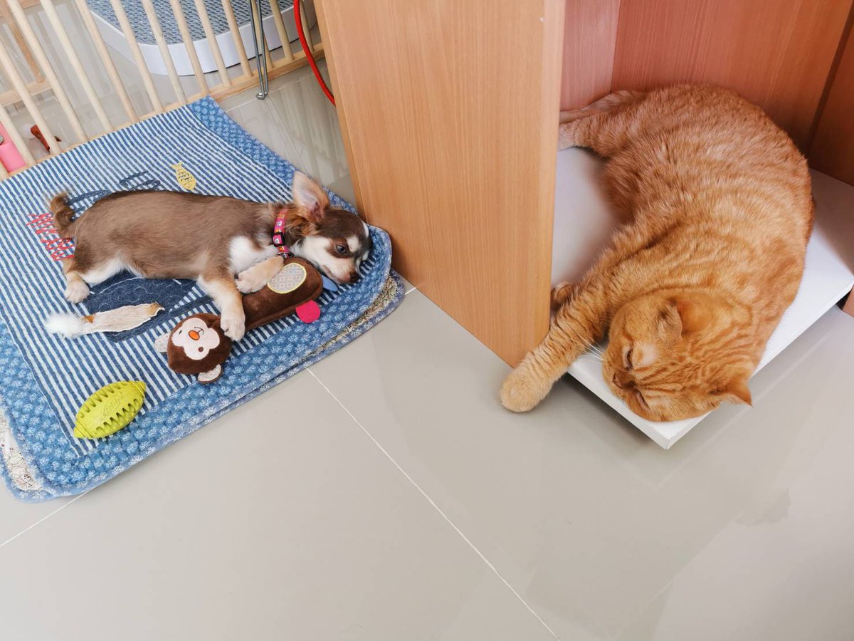 nue_kaew's tweet photo. นอนกลางวันแปปคร้า https://t.co/77ERBqNLDY