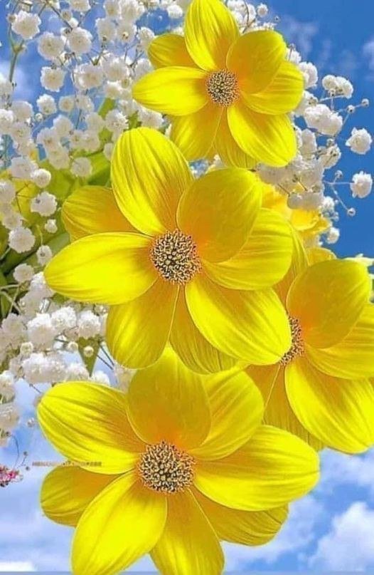 rr2433107's tweet photo. 🌀💛 Wonderful Morning!! 💛🌀 https://t.co/WKzQGOcxun