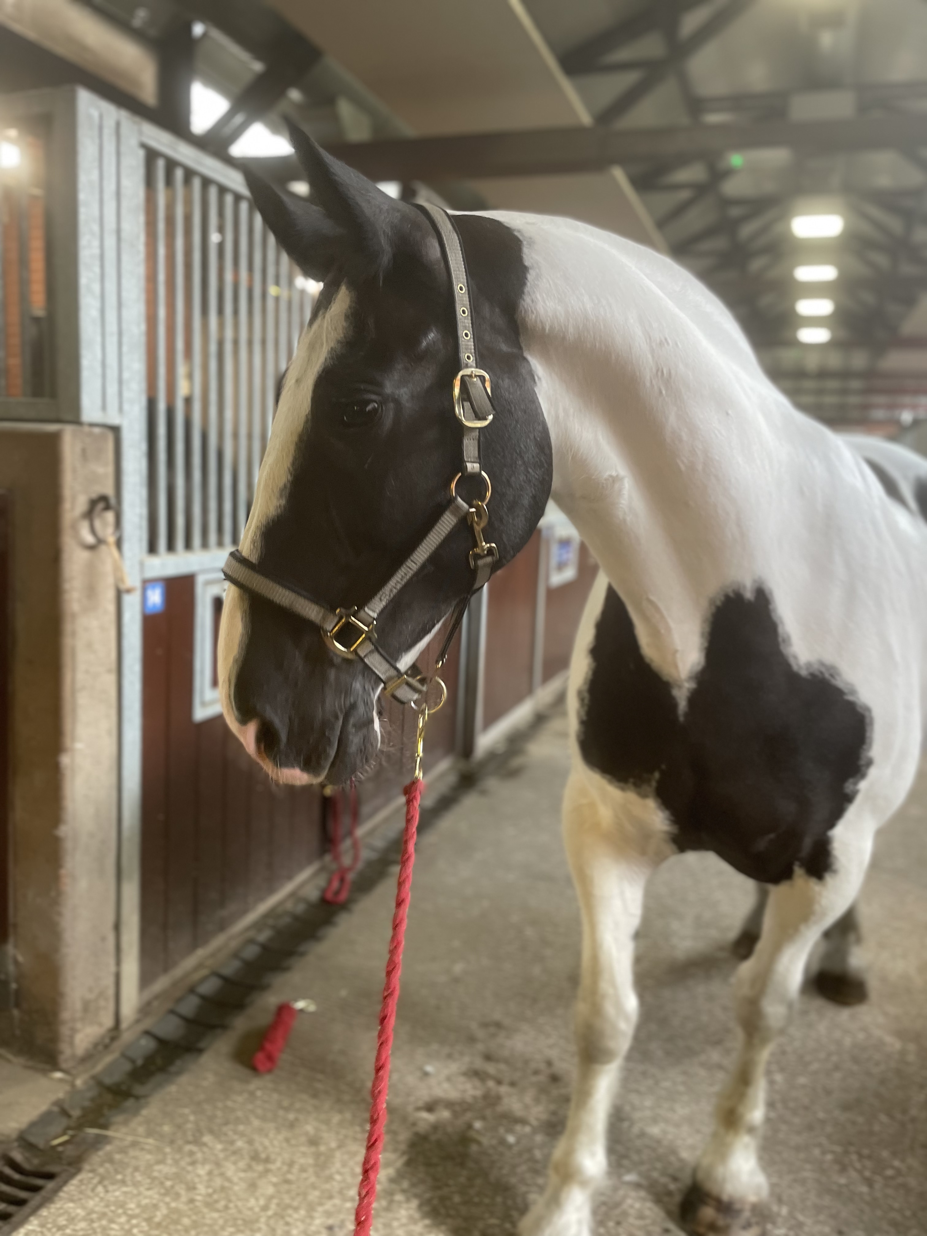 GMP Tactical Mounted Unit (GMPHorses) / Twitter