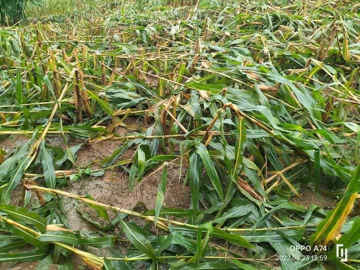 NCLNewsMedia's tweet photo. TIGNAN: Mga pananim na mais ng mga magsasaka sa Ilagan, Isabela na nasira dahil sa patuloy na pananalasa ng bagyong Florita.
📷Noli Uy
#FloritaPH
#keepsafePH https://t.co/2PGk2kxKf2