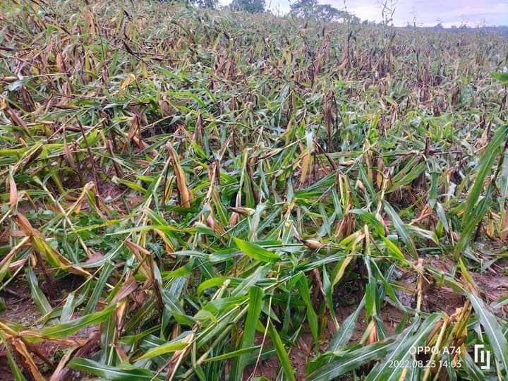 NCLNewsMedia's tweet photo. TIGNAN: Mga pananim na mais ng mga magsasaka sa Ilagan, Isabela na nasira dahil sa patuloy na pananalasa ng bagyong Florita.
📷Noli Uy
#FloritaPH
#keepsafePH https://t.co/2PGk2kxKf2