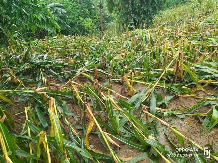 NCLNewsMedia's tweet photo. TIGNAN: Mga pananim na mais ng mga magsasaka sa Ilagan, Isabela na nasira dahil sa patuloy na pananalasa ng bagyong Florita.
📷Noli Uy
#FloritaPH
#keepsafePH https://t.co/2PGk2kxKf2