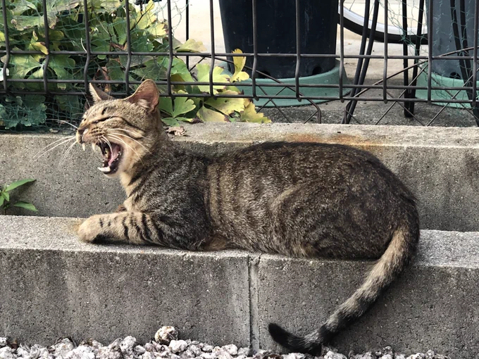 地域猫A。 